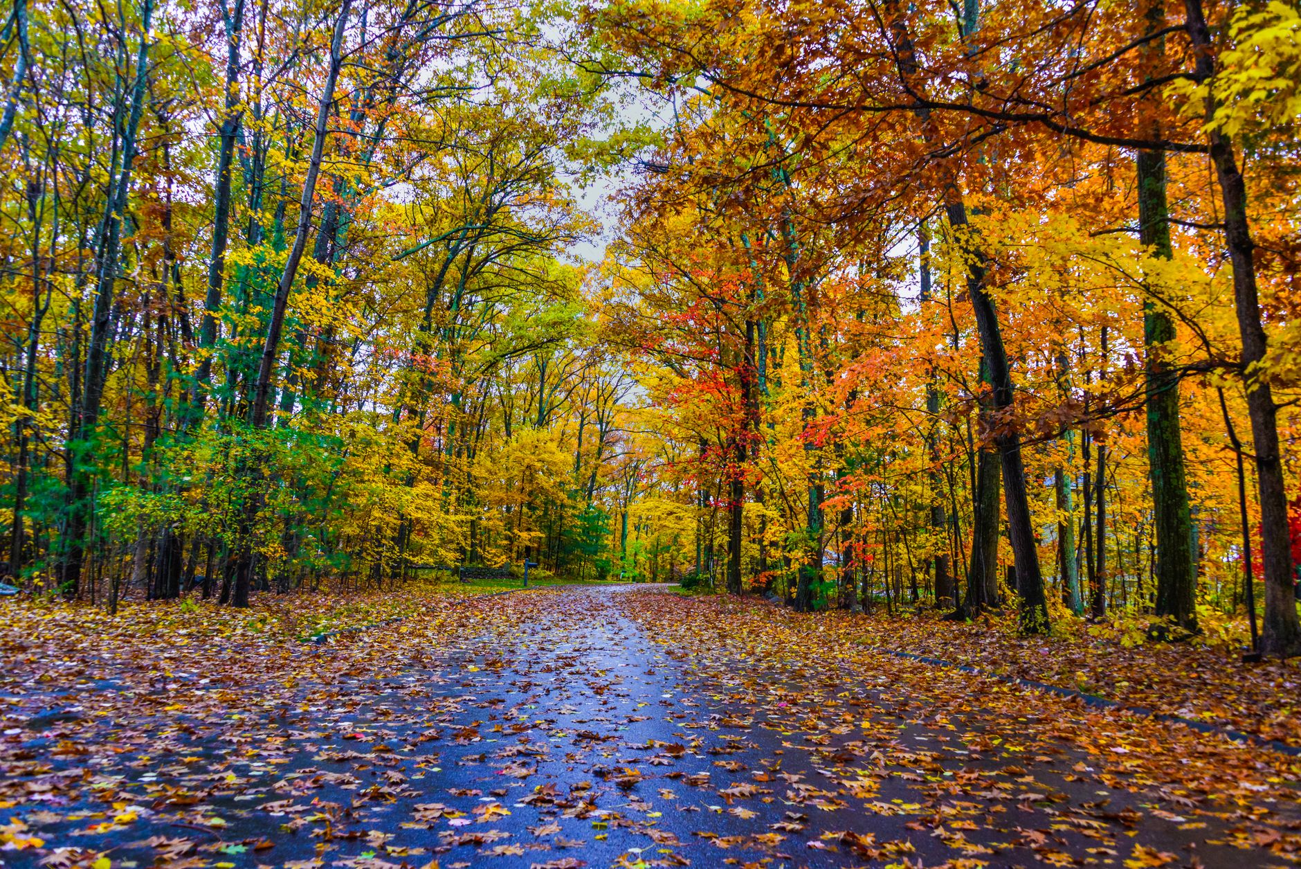 Vibrant fall colors along a tranquil forest road in Southborough, Massachusetts.