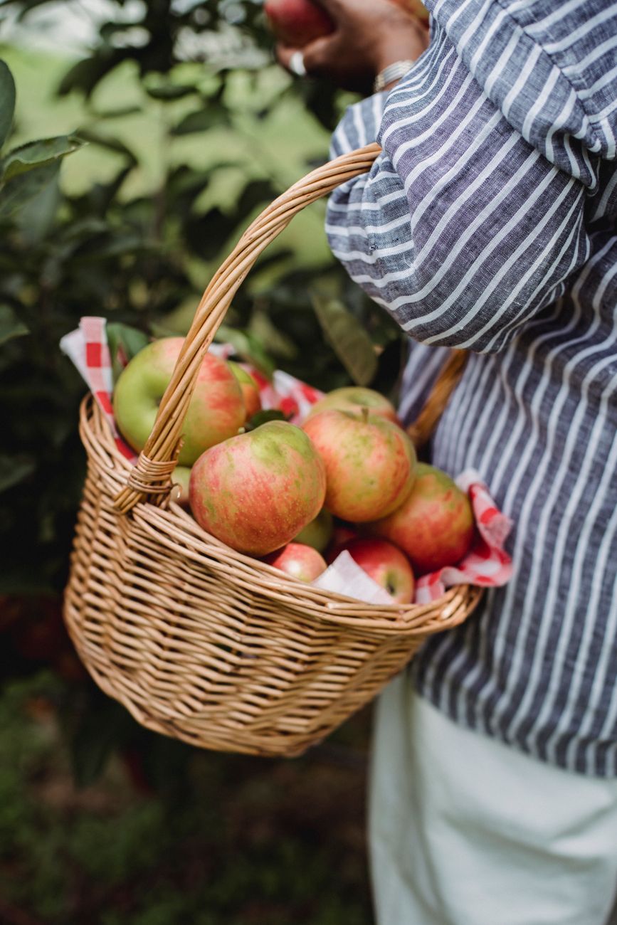 Back view of crop anonymous female carrying basket with apples while harvesting healthy fruits in farmyard