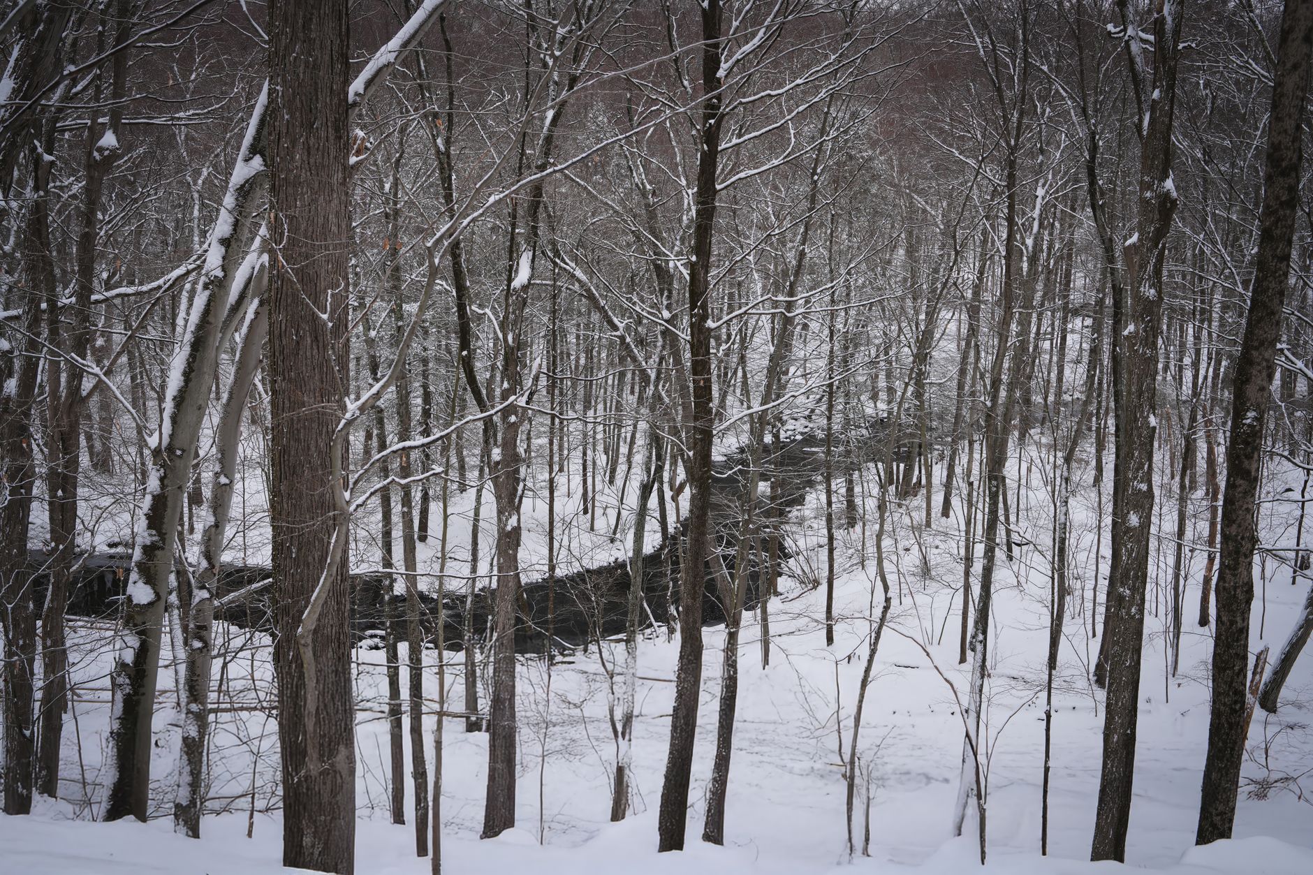 Snow-covered trees and a river create a serene winter scene in Mianus River Park, Stamford, Connecticut.